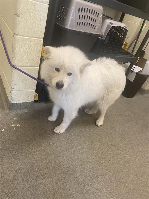Shelter Stray Female Dog last seen Near BLOCK W 4175 S, TAYLORSVILLE UT 84129, 4522 W 3500 S, West Valley City, UT 84120, USA