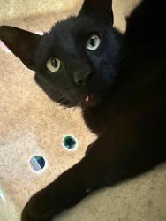 Shelter Stray Male Cat last seen Near BLOCK NEWBURG ROAD, 3528 Newburg Rd, Louisville, KY 40218, USA
