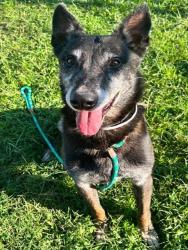 Shelter Stray Male Dog last seen Near BLOCK HALE AVE, 3528 Newburg Rd, Louisville, KY 40218, USA
