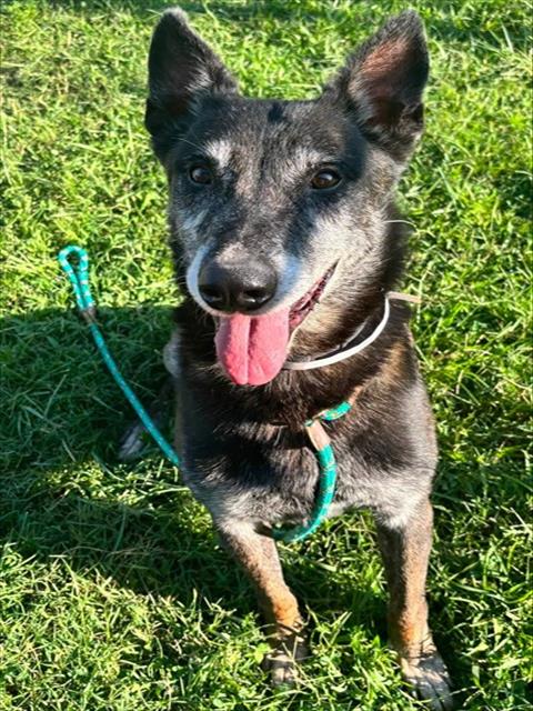 Shelter Stray Male Dog last seen Near BLOCK HALE AVE, 3528 Newburg Rd, Louisville, KY 40218, USA