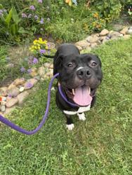 Shelter Stray Male Dog last seen Near BLOCK BOWEN AVE, 3528 Newburg Rd, Louisville, KY 40218, USA