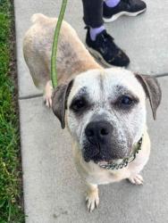 Shelter Stray Male Dog last seen Near BLOCK DIXIE HWY, 3528 Newburg Rd, Louisville, KY 40218, USA