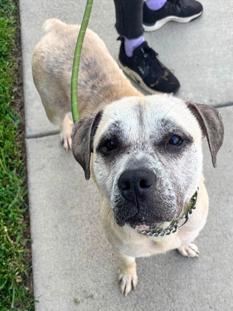 Shelter Stray Male Dog last seen Near BLOCK DIXIE HWY, 3528 Newburg Rd, Louisville, KY 40218, USA