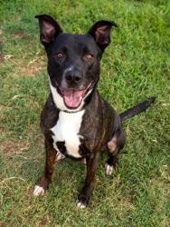 Shelter Stray Male Dog last seen Near BLOCK TAYLORSVILLE RD, 3528 Newburg Rd, Louisville, KY 40218, USA