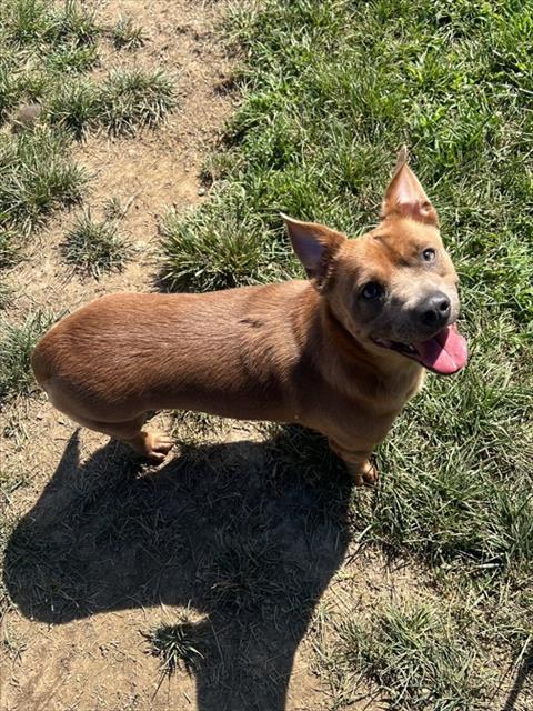 Shelter Stray Male Dog last seen Near BLOCK CHEVIOT DR, 3528 Newburg Rd, Louisville, KY 40218, USA
