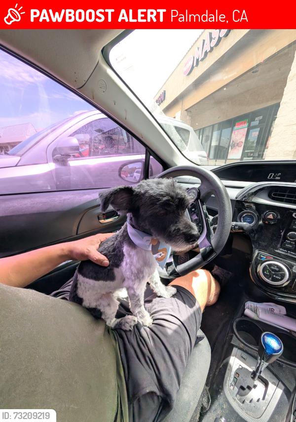 Lost Female Dog last seen In front of 'The Original Karen's Kitchen' in the Trade Center Plaza, Palmdale, CA 93551