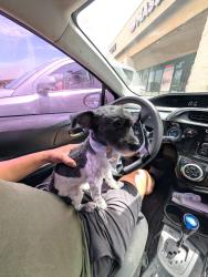 Lost Female Dog last seen In front of 'The Original Karen's Kitchen' in the Trade Center Plaza, Palmdale, CA 93551