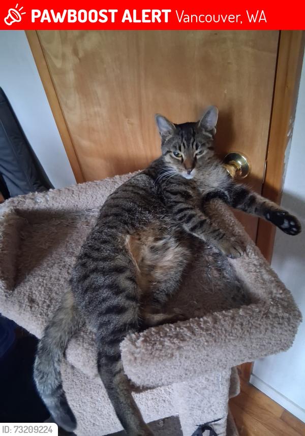 Lost Male Cat last seen 73rd steer vancouver, Vancouver, WA 98665