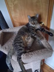 Lost Male Cat last seen 73rd steer vancouver, Vancouver, WA 98665