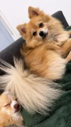 Lost Female Dog last seen Inglewood, Western Avenue and Manchester square or Ralph’s on western Avenue, Los Angeles, CA 90047