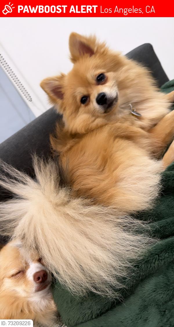 Lost Female Dog last seen Inglewood, Western Avenue and Manchester square or Ralph’s on western Avenue, Los Angeles, CA 90047