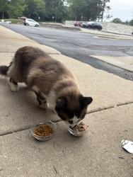 Found/Stray Female Cat last seen Broadway street, near trash dumpster, Ann Arbor, MI 48105