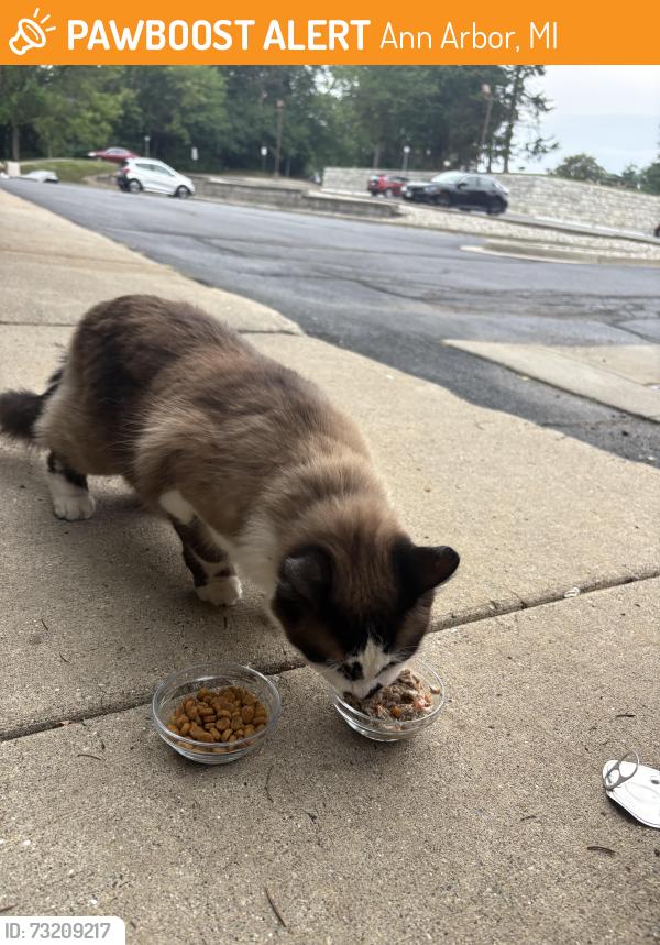 Found/Stray Female Cat last seen Broadway street, near trash dumpster, Ann Arbor, MI 48105