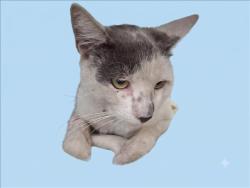 Shelter Stray Male Cat last seen , 1850 W 60th St, Los Angeles, CA 90047, USA