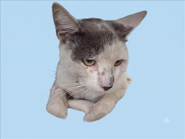 Shelter Stray Male Cat last seen , 1850 W 60th St, Los Angeles, CA 90047, USA