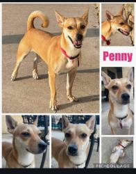 Lost Female Dog last seen Near Mason Circle, Victoria, TX 77904