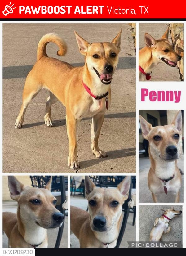 Lost Female Dog last seen Near Mason Circle, Victoria, TX 77904