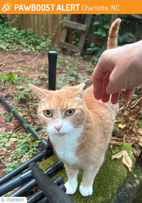 Found/Stray Unknown Cat last seen Pineville-Matthews Rd & Schooner Ln, Charlotte, NC 28270