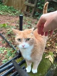 Found/Stray Unknown Cat last seen Pineville-Matthews Rd & Schooner Ln, Charlotte, NC 28270