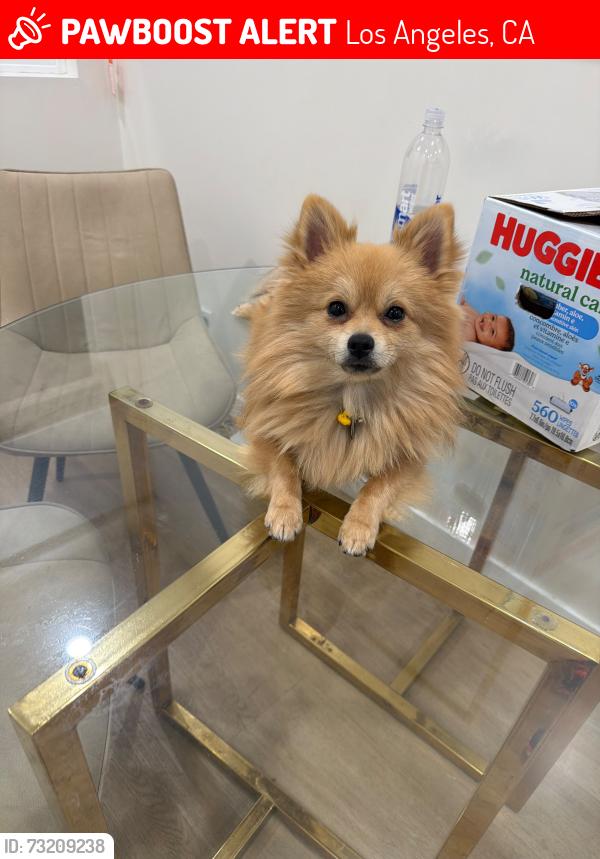 Lost Male Dog last seen Western Ave, Manchester Ave, Ralphs Manchester Ave, Los Angeles, CA 90047