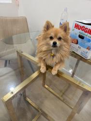 Lost Male Dog last seen Western Ave, Manchester Ave, Ralphs Manchester Ave, Los Angeles, CA 90047