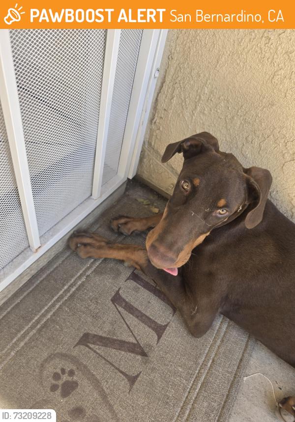 Found/Stray Male Dog last seen 16th and D street, San Bernardino, CA 92411
