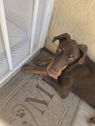 Found/Stray Male Dog last seen 16th and D street, San Bernardino, CA 92411