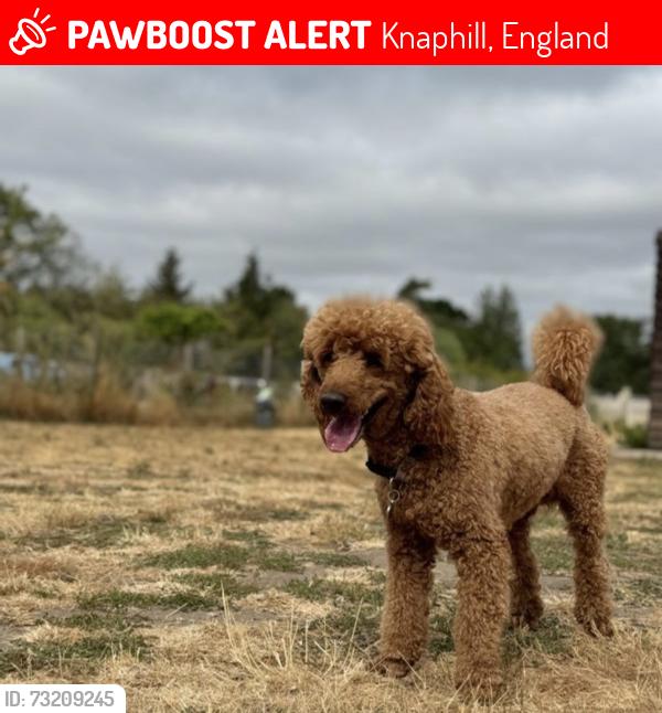 Lost Male Dog last seen The common, Knaphill, England 