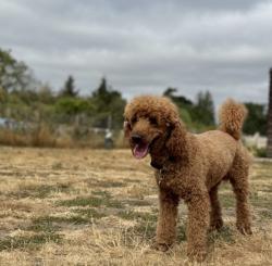 Lost Male Dog last seen The common, Knaphill, England 