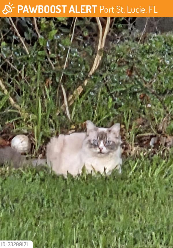 Found/Stray Unknown Cat last seen SE Watercrest St, Port St. Lucie, FL 34984