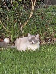 Found/Stray Unknown Cat last seen SE Watercrest St, Port St. Lucie, FL 34984