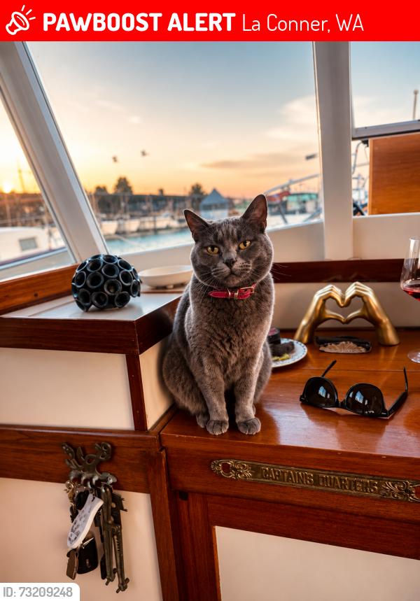 Lost Female Cat last seen Marina, La Conner, WA 98257