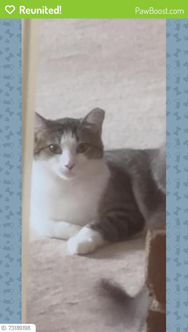 Reunited Female Cat last seen Craven Pines Rd, North Carolina 27350, USA, Randolph County, NC 27350