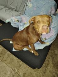 Shelter Stray Female Dog last seen HIAWATHA & MEDOWLARK BY SOUTHSIDE LIONS PARK, 4710 TX-151, San Antonio, TX 78227, USA