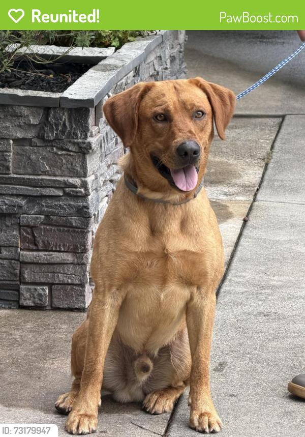 Reunited Male Dog last seen N Main St Mt Pleasant NC, Mount Pleasant, NC 28124