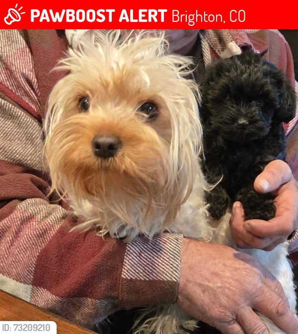 Lost Female Dog last seen Cr 2 and Cr 19 brighton co 80603, Brighton, CO 80603