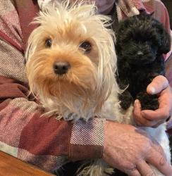 Lost Female Dog last seen Cr 2 and Cr 19 brighton co 80603, Brighton, CO 80603