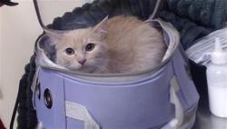 Shelter Stray Female Cat last seen Near BLOCK E 88TH AVE THORNTON CO 80229, 1241 W Bayaud Ave, Denver, CO 80223, USA
