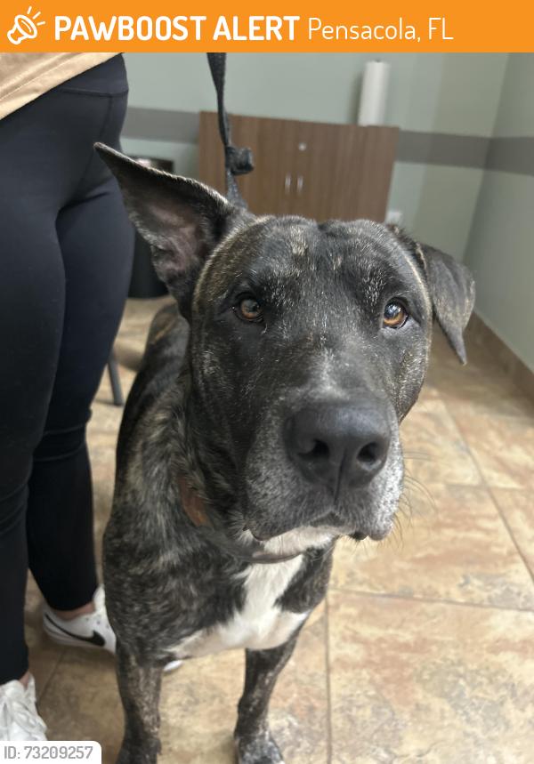 Found/Stray Male Dog last seen Polk & Gulf Beach Hwy, Pensacola, FL 32502
