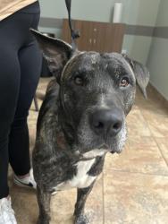 Found/Stray Male Dog last seen Polk & Gulf Beach Hwy, Pensacola, FL 32502