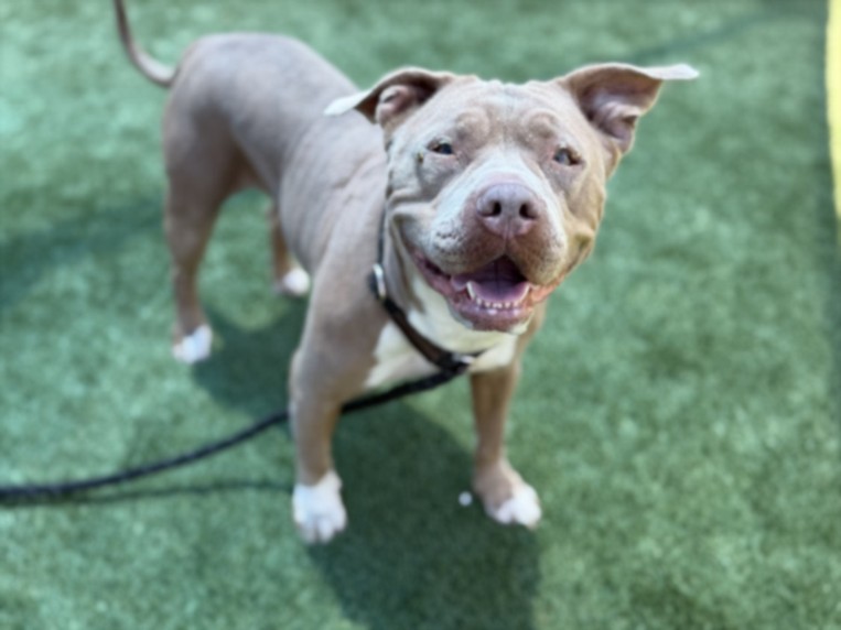 Shelter Stray Female Dog last seen , 3201 Lacy St, Los Angeles, CA 90031, USA
