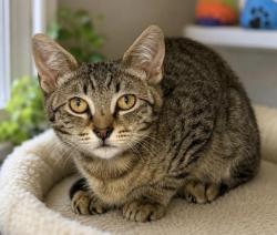 Shelter Stray Male Cat last seen , 3201 Lacy St, Los Angeles, CA 90031, USA