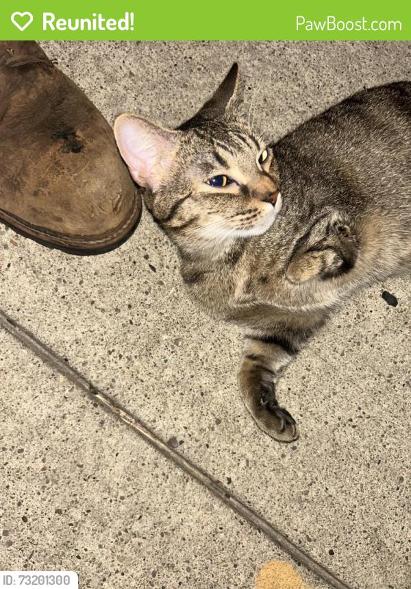 Reunited Unknown Cat last seen Columbia, Pittsburgh, PA 15218