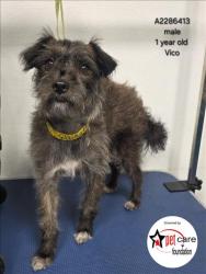 Shelter Stray Male Dog last seen , 3201 Lacy St, Los Angeles, CA 90031, USA