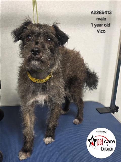 Shelter Stray Male Dog last seen , 3201 Lacy St, Los Angeles, CA 90031, USA