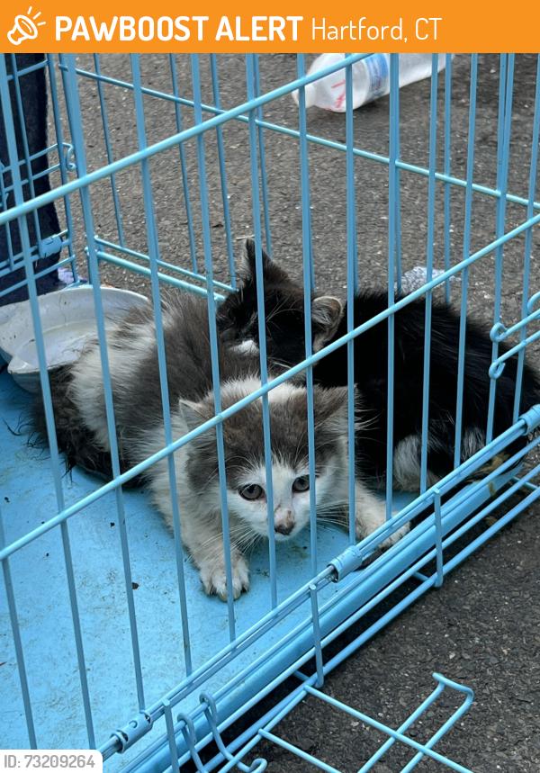 Found/Stray Unknown Cat last seen Franklin Ave Hartford ct / found inside car engine & hanging around the neighborhood, Hartford, CT 06114