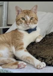 Lost Male Cat last seen Sunny dunes and South California, Palm Springs, CA 92264