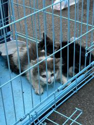 Found/Stray Unknown Cat last seen Franklin Ave Hartford ct / found inside car engine & hanging around the neighborhood, Hartford, CT 06114