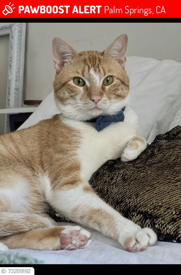 Lost Male Cat last seen Sunny dunes and South California, Palm Springs, CA 92264