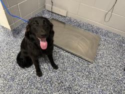 Shelter Stray Female Dog last seen BENNETT RD/ DILLON RD, 72050 Pet Land Pl, Thousand Palms, CA 92276, USA